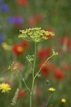 Dill (Anethum graveolens), Lower Rhine, North Rhine-Westphalia, Germany