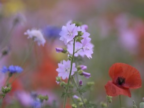 Species-rich, colourful flowering meadow with musk mallow (Malva moschata) and corn poppy (Papaver