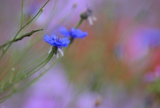 Species-rich, colourful flowering meadow with cornflower (Centaurea cyanus) 3, Lower Rhine, North