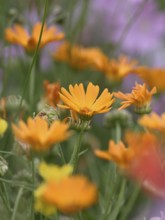 Species-rich, colourful flowering meadow with marigold (Calendula officinalis), Lower Rhine, North