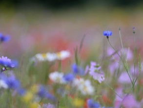 Species-rich, colourful flowering meadow with cornflower (Centaurea cyanus), Lower Rhine, North