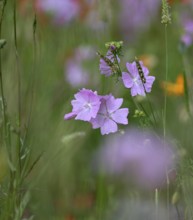 Species-rich, colourful flowering meadow with musk mallow (Malva moschata), Lower Rhine, North