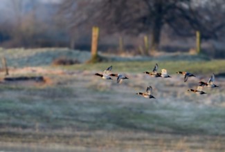 Common Pochard (Aythya ferina), flying flock, Lower Rhine, North Rhine-Westphalia, Germany