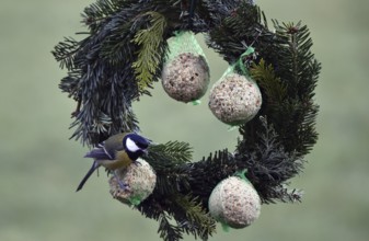 Great tits (Parus major) eating tit dumplings at the feeder, Schleswig-Holstein, Germany