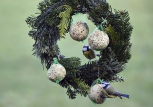 Blue tits (Cyanistes caeruleus) eating tit dumplings at the feeder, Schleswig-Holstein, Germany
