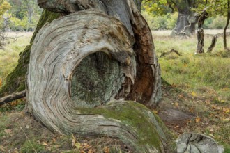 Old oak (Quercus), tree, Klamptenborg, Copenhagen, Denmark