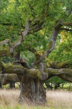 Old oak (Quercus), tree, Klamptenborg, Copenhagen, Denmark