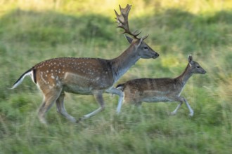 Fallow deer (dama dama), Klamptenborg, Copenhagen, Denmark