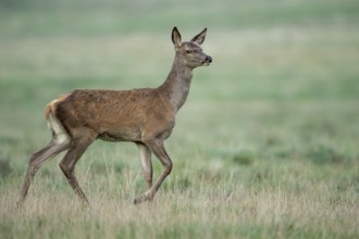 Red deer (Cervus elaphus), Klamptenborg, Copenhagen, Denmark