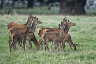 Red deer (Cervus elaphus), calf and doe, Klamptenborg, Copenhagen, Denmark