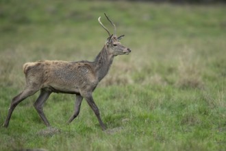 Red deer (Cervus elaphus) in rut, spar, Klamptenborg, Copenhagen, Denmark