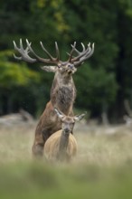Red deer (Cervus elaphus) in rut, mating, copulation, Klamptenborg, Copenhagen, Denmark