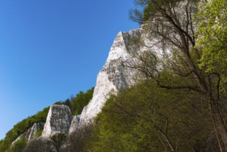 View of chalk cliffs in Jasmund National Park on Rügen, Sassnitz, Rügen, Mecklenburg-Western