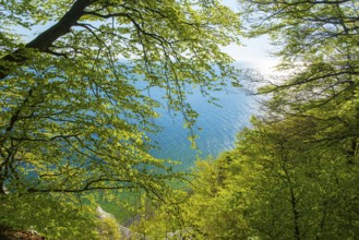 View of chalk cliffs in Jasmund National Park on Rügen, Sassnitz, Rügen, Mecklenburg-Western