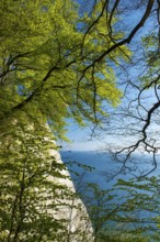 View of chalk cliffs in Jasmund National Park on Rügen, Sassnitz, Rügen, Mecklenburg-Western