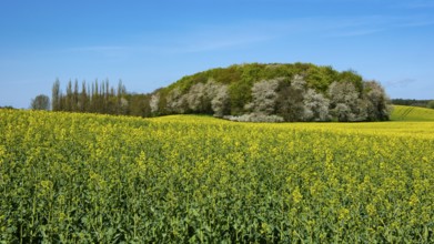 Rape field with blue sky and clouds, Rügen, Bergen, Mecklenburg-Western Pomerania, Germany