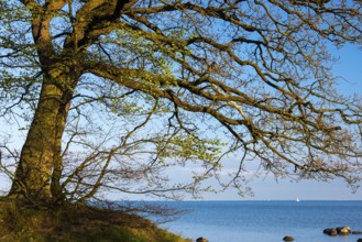 Tree on the lagoon on Rügen, Rügen, Glowitz, Mecklenburg-Western Pomerania, Germany