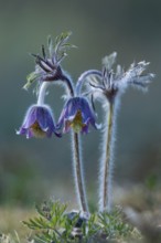 Meadow pasque flower (Pulsatilla pratensis), Rügen, Binz, Mecklenburg-Western Pomerania, Germany