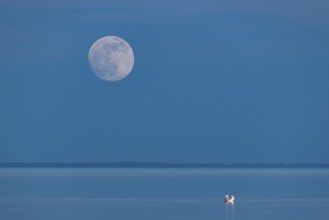 Mute swan (Cygnus olor) with full moon on the Bodden on Rügen, Rügen, Glowitz,
