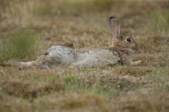 Rabbit (Oryctolagus cuniculus) adult animal relaxing in grassland, England, United Kingdom