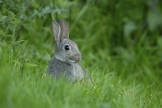 Rabbit (Oryctolagus cuniculus) adult animal eating grass, England, United Kingdom
