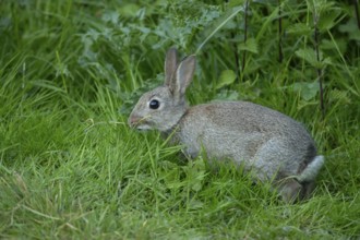 Rabbit (Oryctolagus cuniculus) adult animal in grassland, England, United Kingdom