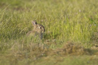 Rabbit (Oryctolagus cuniculus) juvenile baby bunny animal in grassland, England, United Kingdom