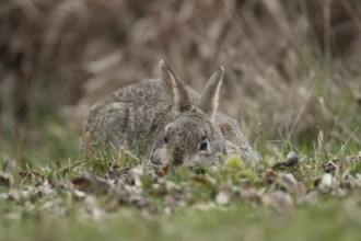 Rabbit (Oryctolagus cuniculus) adult animal laying down in grassland, England, United Kingdom