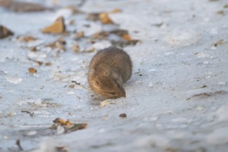 Brown rat (Rattus norvegicus) adult rodent animal feeding on seed on ice of a frozen lake in