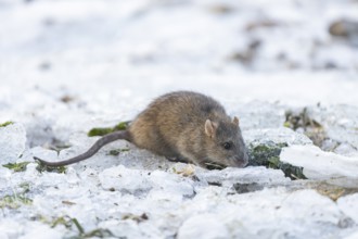 Brown rat (Rattus norvegicus) adult rodent animal on ice of a frozen lake in winter, England,