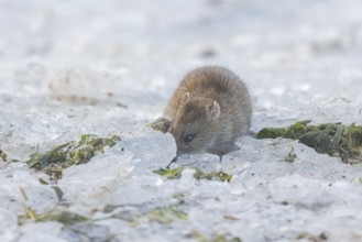 Brown rat (Rattus norvegicus) adult rodent animal searching for food under the ice of a frozen lake