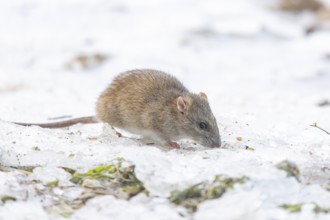 Brown rat (Rattus norvegicus) adult rodent animal feeding on seed on ice in winter, England, United