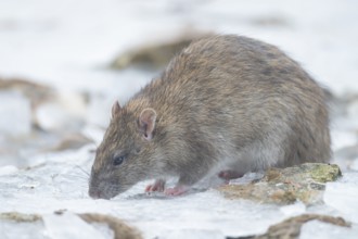 Brown rat (Rattus norvegicus) adult rodent animal searching for food on ice of a frozen lake in