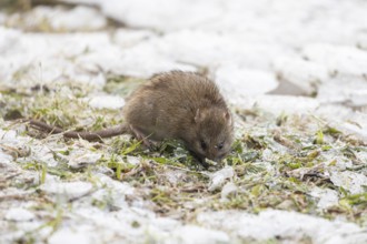 Brown rat (Rattus norvegicus) adult rodent animal searching for food in winter, England, United