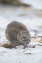 Brown rat (Rattus norvegicus) adult rodent animal searching for food in winter, England, United