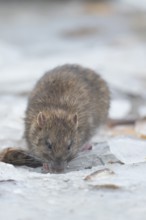 Brown rat (Rattus norvegicus) adult rodent animal searching for food on ice of a frozen lake in