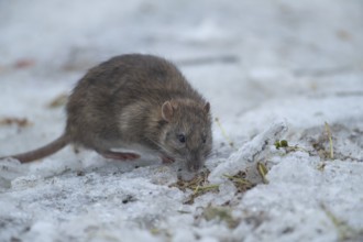 Brown rat (Rattus norvegicus) adult rodent animal searching for food on ice in winter, England,