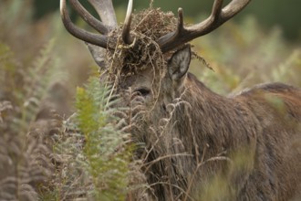 Red deer (Cervus elaphus) adult male stag animal with bracken on its head during the rutting season