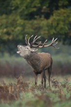 Red deer (Cervus elaphus) adult male stag animal roaring with its mouth open during the annual rut