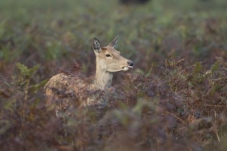 Red deer (Cervus elaphus) adult female doe animal sticking its tongue out amongst bracken in