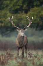 Red deer (Cervus elaphus) adult male stag animal standing in a woodland in autumn, England, United