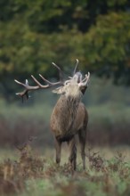 Red deer (Cervus elaphus) adult male stag animal roaring with its mouth open during the rutting