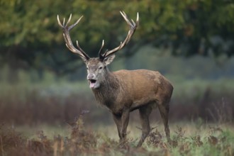 Red deer (Cervus elaphus) adult male stag animal roaring with its mouth open during the rutting