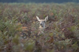 Red deer (Cervus elaphus) adult female doe animal amongst bracken in autumn, England, United