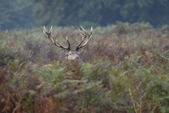 Red deer (Cervus elaphus) adult male stag animal amongst bracken in autumn, England, United Kingdom