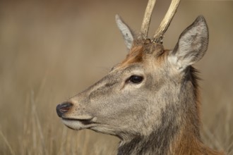 Red deer (Cervus elaphus) juvenile young male stag animal head portrait in autumn, England, United