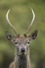 Red deer (Cervus elaphus) juvenile young male stag animal head portrait in autumn, England, United