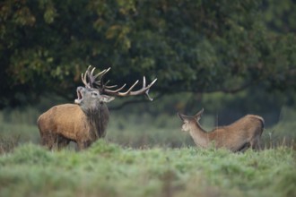 Red deer (Cervus elaphus) adult male stag animal roaring with its mouth open during the annual rut