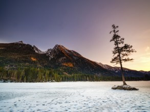 Rock island with tree in frozen Hintersee, footprints on the ice, evening light, Hochkalter massif