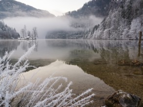 View across Königssee to Christlieger Island and frozen trees in fog, frozen grass in front,